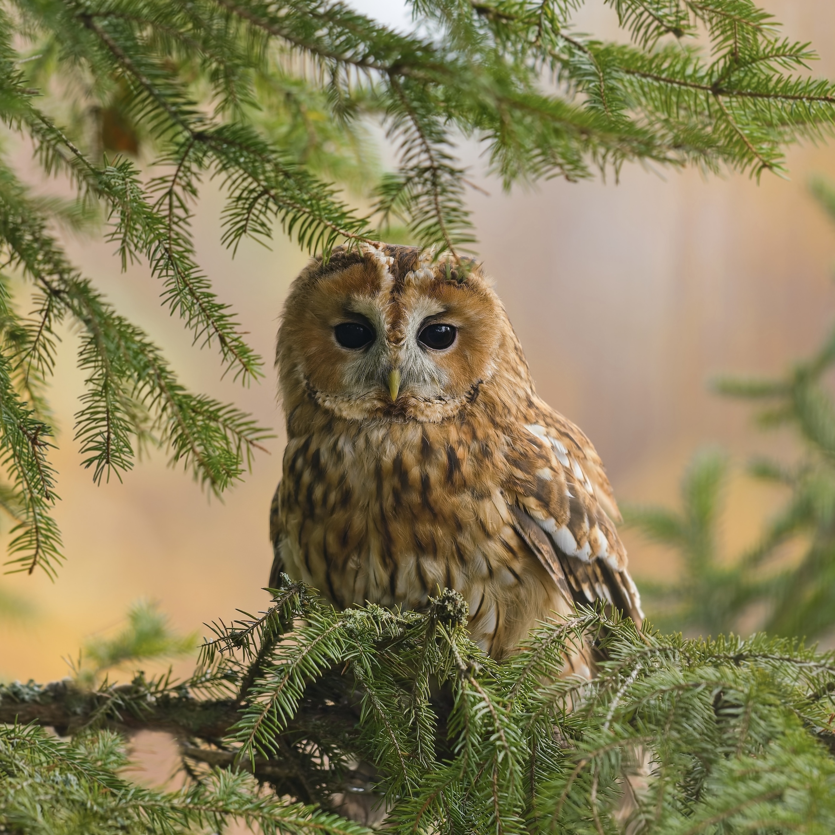 AdobeStock_1069312447